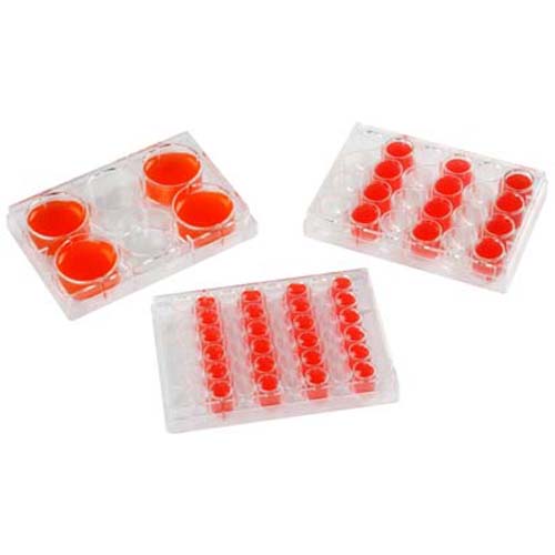 JET BIOFIL洁特 一次性细胞培养板 6孔 (TCP001006)
