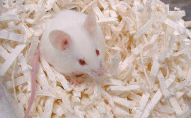 実験小動物用床敷材|||パルマスμ 40kg入/实验小动物的铺垫材料| | |帕尔马斯μ40KG输入