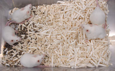 実験小動物用床敷材|||パルマスμ　４０ｋｇ入/实验小动物的铺垫材料| | |帕尔马斯μ40KG输入