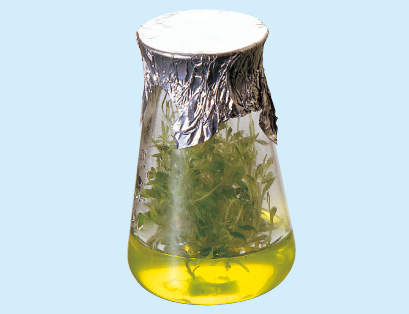 柴田 016370-1001A|||培養広口フラスコ 100ml/柴田016370-1001A | | |培养瓶中100ML宽口