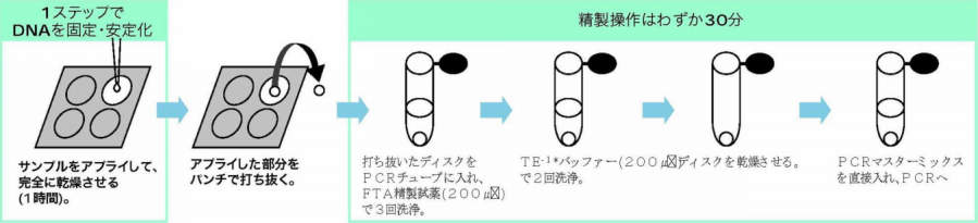 ワットマン WB12-0205|||FTAクラシックカード/