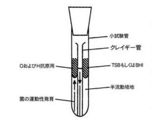 NEG クレイギー管|||Aタイプ 100入/NEG Kureigi管| | | A型100输入