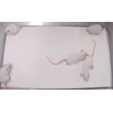 実験小動物用床敷材　パルマス3000|||３８５×２２５㎜　４８０枚入/